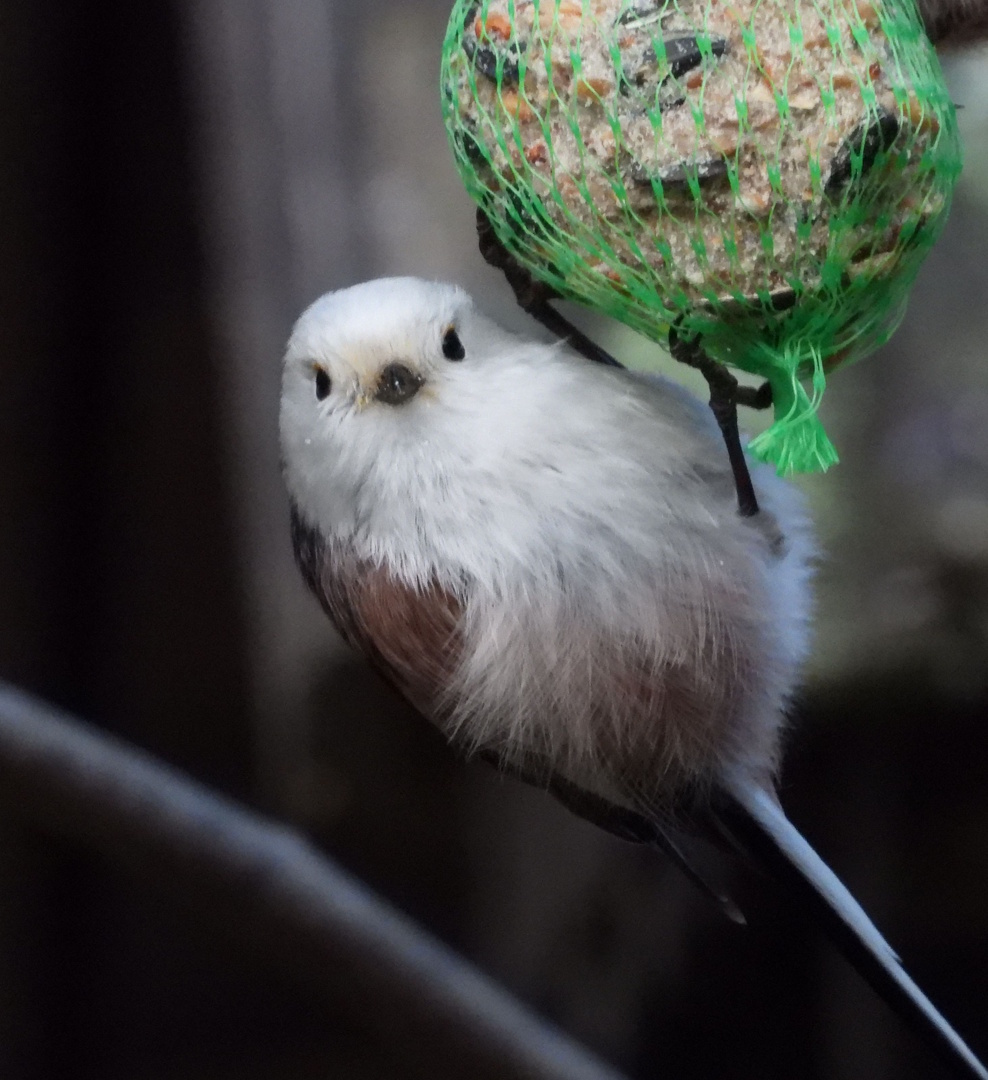 téli madár_Molnár Márton_1080.jpg